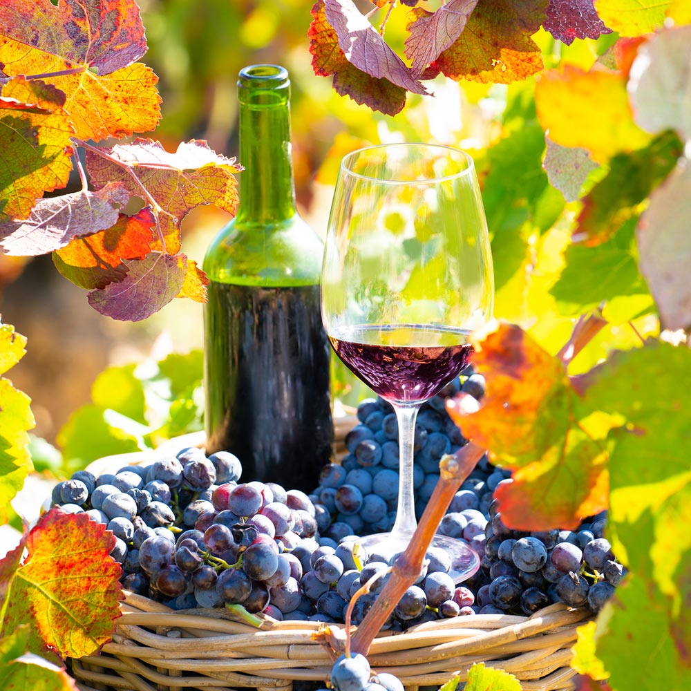 Bottle and glass of red wine in a basket of grapes. The basket sits amongst the grape vines in a vineyard. ©istockphoto.com by MEDITERRANEAN