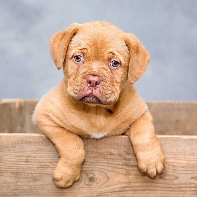 A tan coloured puppy dog looking over the side of a large wooden box.